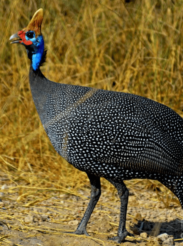 The guinea fowl Birds, they have lots of living&nbsp;species.